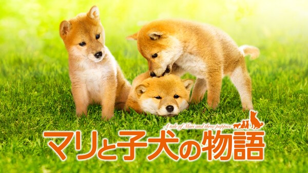 マリと子犬の物語